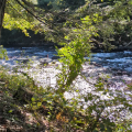 invasive plants along river