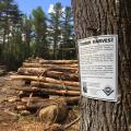 timber harvest sign on tree 