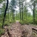 trail in the woods