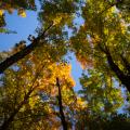 view of tree tops