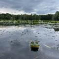 frog in a pond