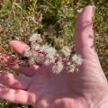 hands with native flower seeds