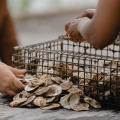 Oyster shells and cage