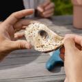 hands holding an oyster shell