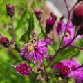 bee on flower