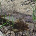 phragmites growing along brook