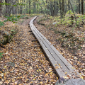 trail with bog birdges