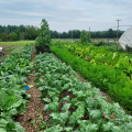 garden rows 