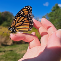 monarch butterfly perched on persons hand