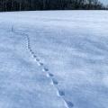 wildlife tracks in snow