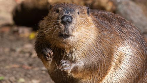 Beaver Photo (From Smithsonian) 