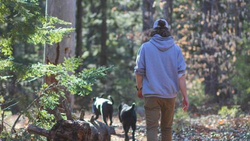 Trail Dog Walking