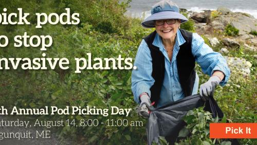 Pod Picking ad for newsletter 2021