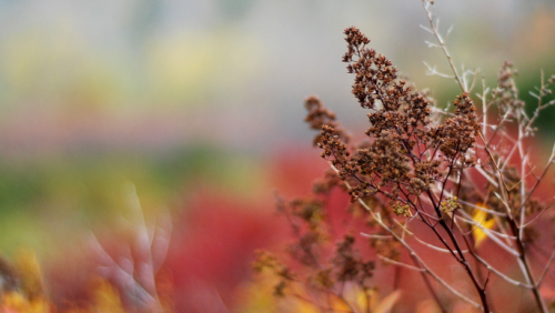 autumn leaves and flowers