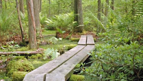 Bog bridge in forest