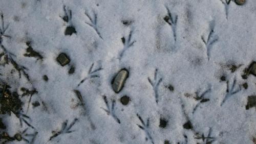 bird tracks in snow