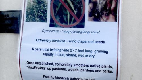 Black swallow-wort sign