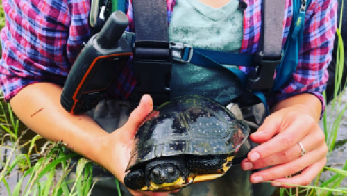 Captured Blanding's turtle
