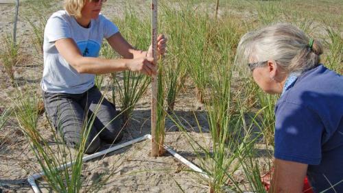 volunteers measuring beach grass