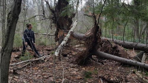 Downed trees with Halloween 2017 storm