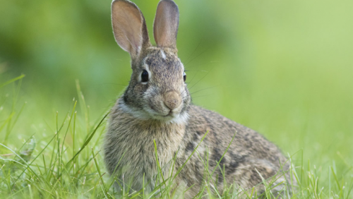 New England Cottontail Rabbit with Green Background