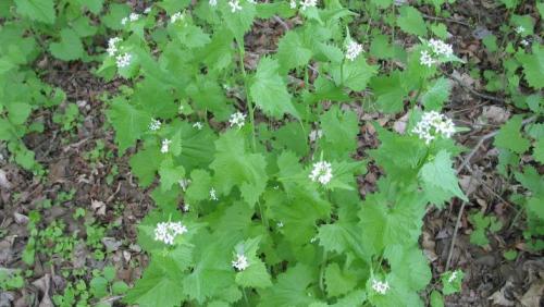garlic mustard