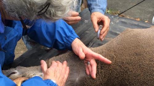 Volunteers looking for ticks on a deer