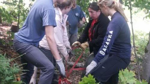 volunteers lifting log