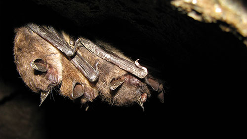 bats huddled together