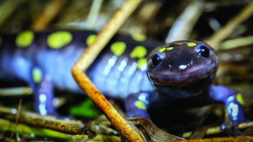 Spotted Salamander Dave Huth photo