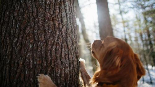 dog with paws on tree bark