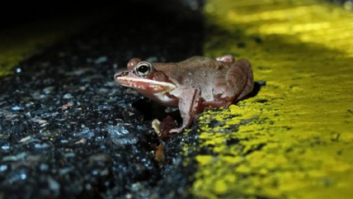 Woodfrog crossing road